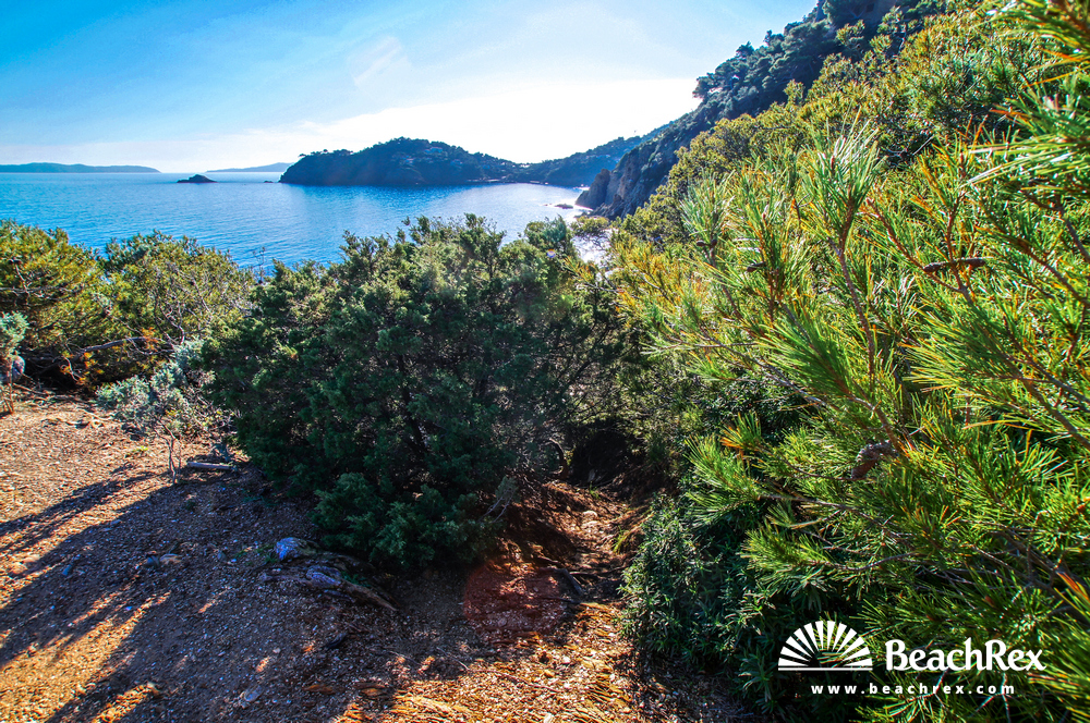 France - Var -  Bormes-les-Mimosas - Beach du Pinet