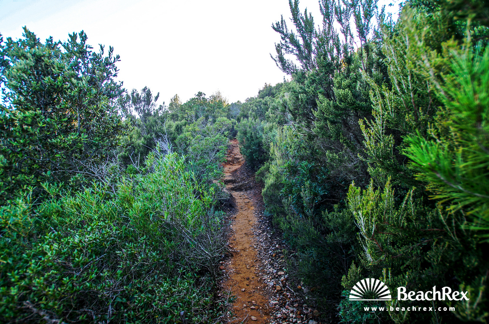 France - Var -  Bormes-les-Mimosas - Beach de Léoube