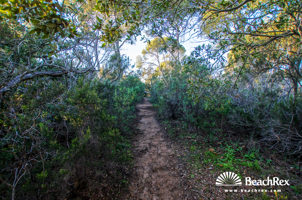 France - Var -  Bormes-les-Mimosas - Beach de Léoube