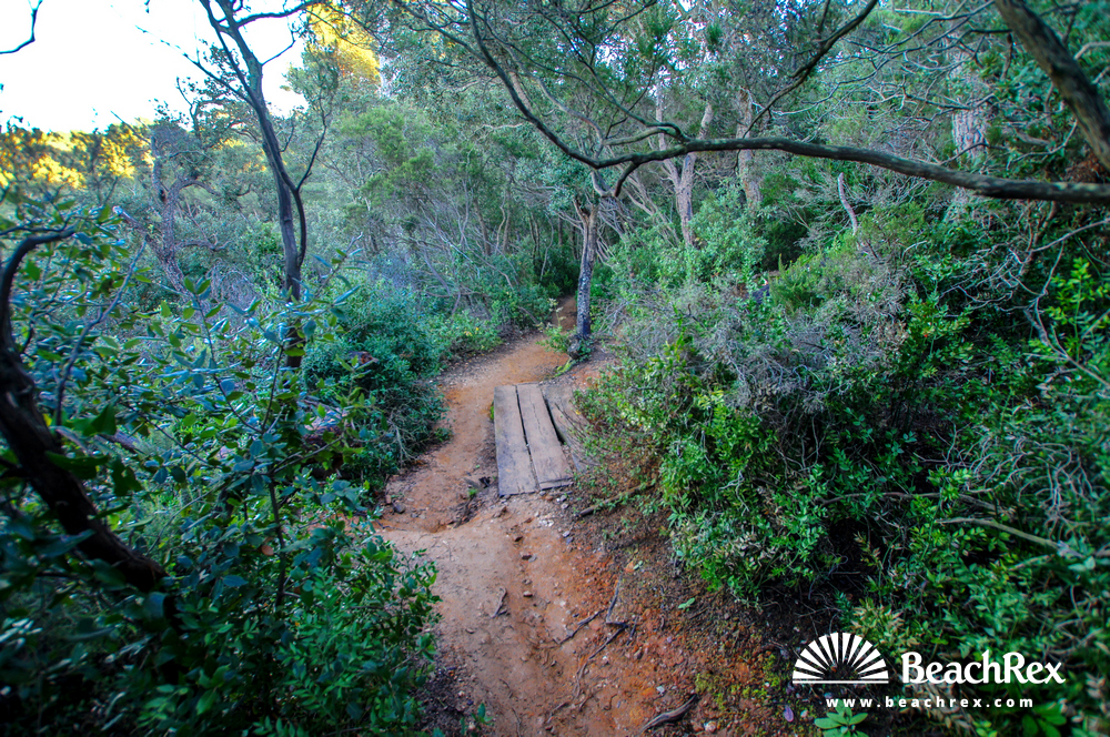 France - Var -  Bormes-les-Mimosas - Beach de Léoube