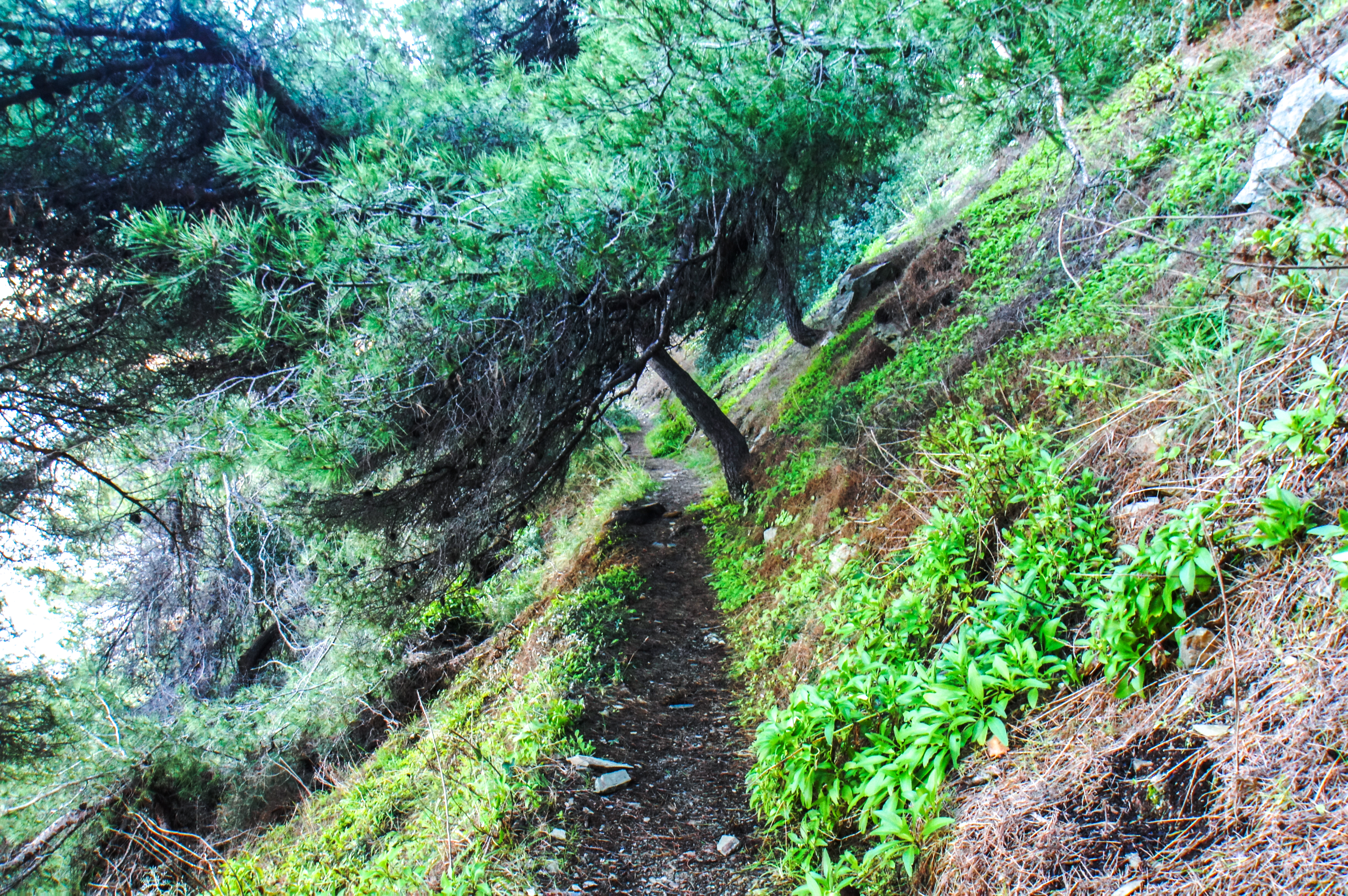 france - Var -  La Seyne-sur-Mer - Plage Naturiste du Saint-Selon