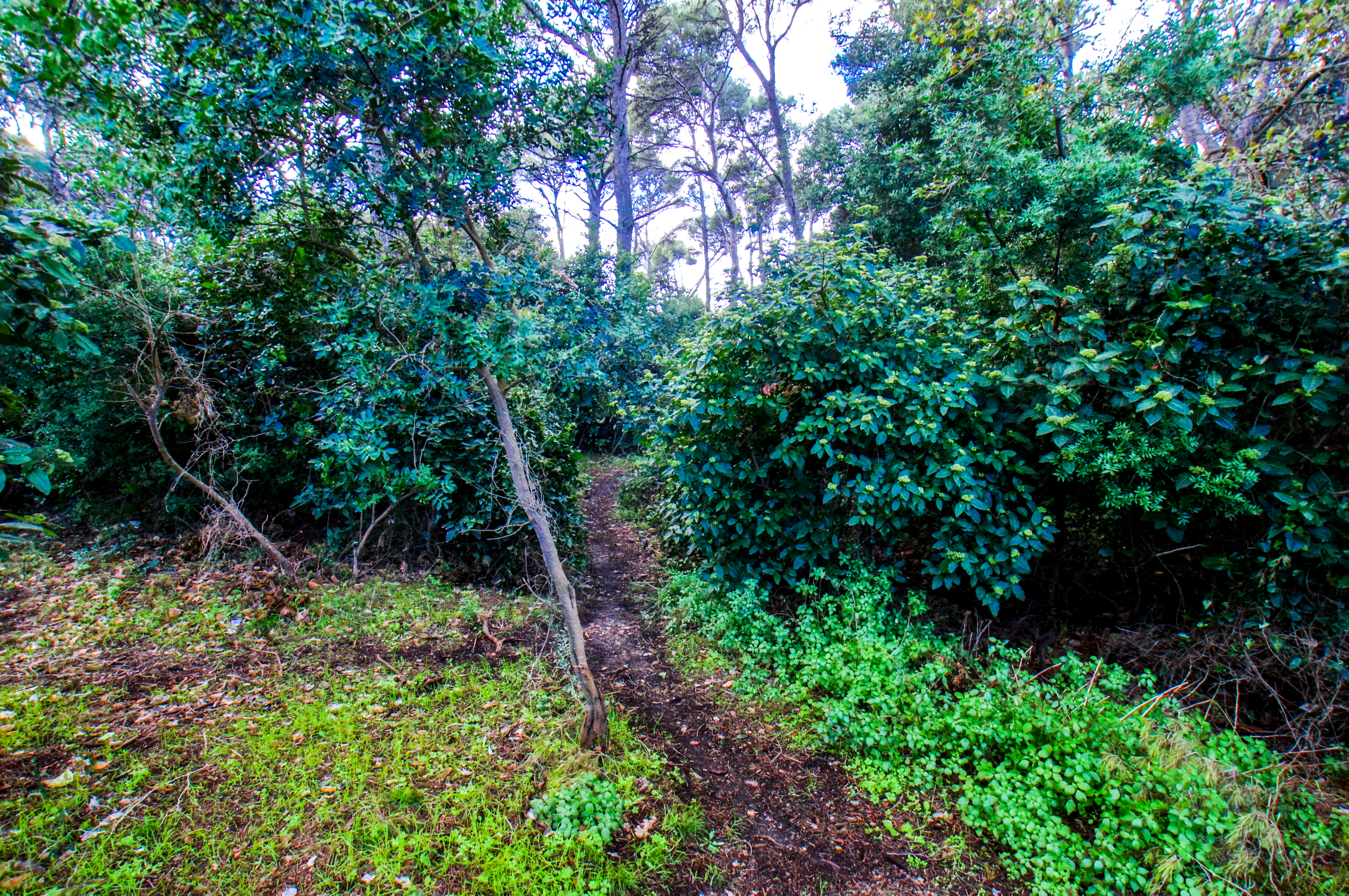 Francia - Var -  Six-Fours-les-Plages - Spiaggia du Mont-Salva